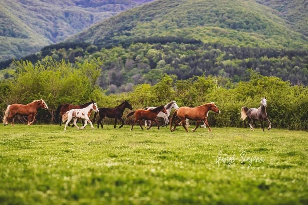 Вила Флора Паталеница מראה חיצוני תמונה